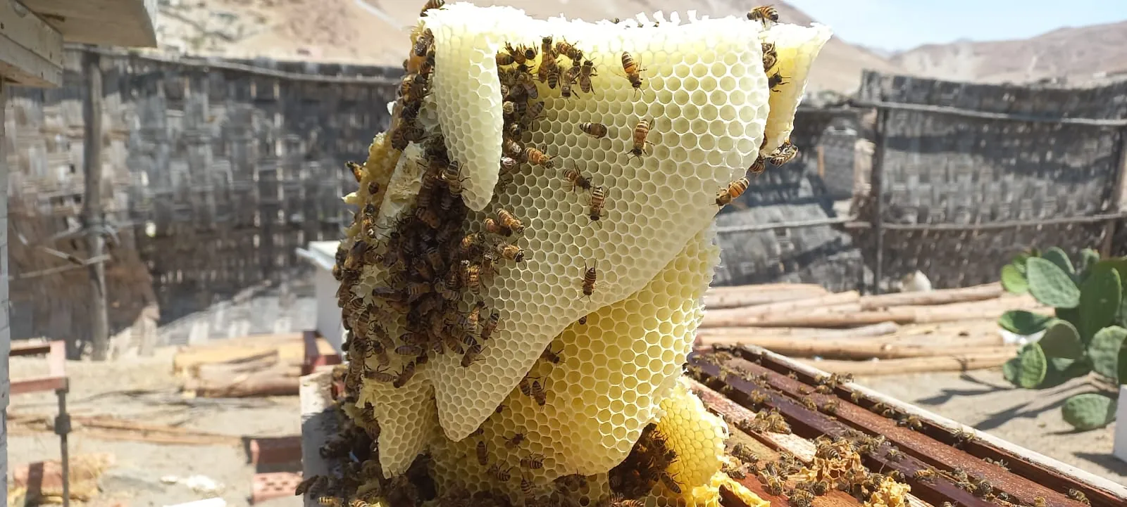 Apicultura orgánica