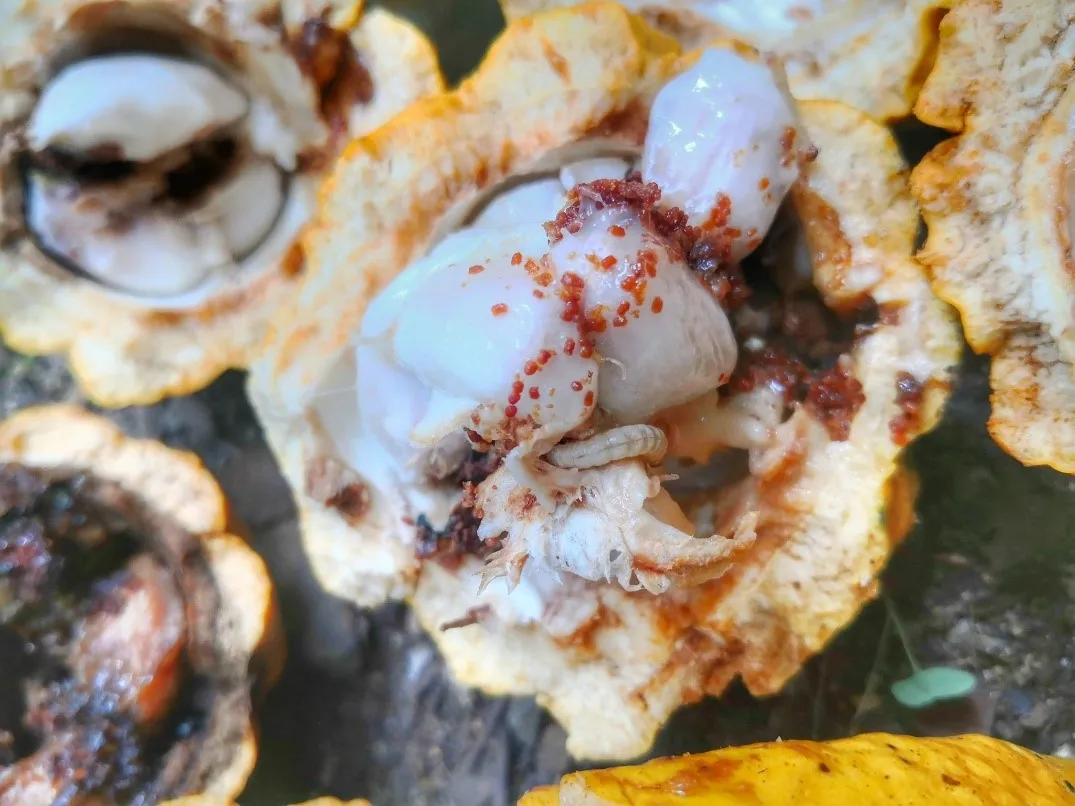 Mazorca de cacao dañada por el mazorquero