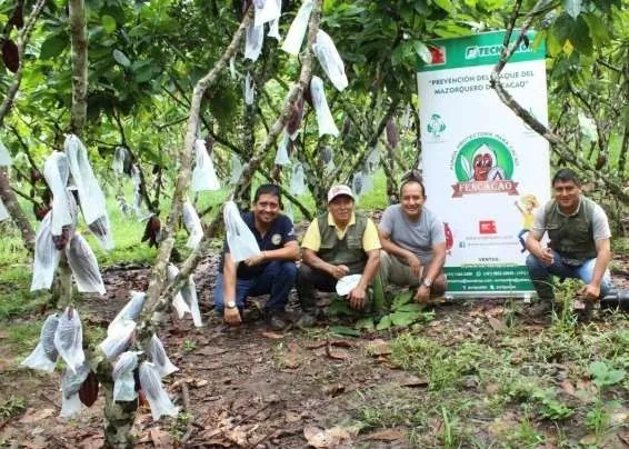 Equipo técnico en una parcela de cacao protegida con fundas FENCACAO